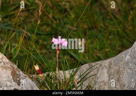 Cheddar Pink 'Dianthus gratianopolitanus' single bloom flowering on the edge of the Cheddar Gorge in Somerset; UK Stock Photo