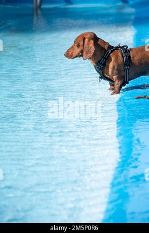 Dachshund in the open-air swimming pool, dog swimming day, Magdeburg, Saxony-Anhalt, Germany Stock Photo