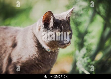 Grey cat with green eyes exploring in nature Stock Photo