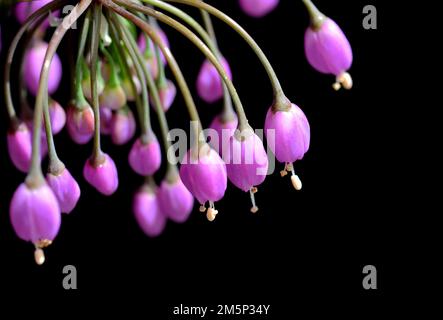 allium cernuum, ladys leek, purple flowers Stock Photo