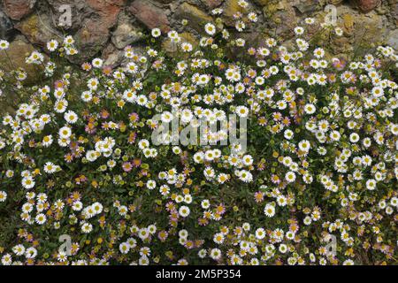 erigon, beach aster Stock Photo