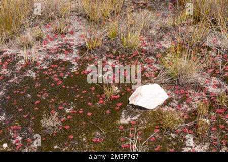 group of the small sticky red rosettes of the carnivorous plant Drosera trinervia in natural habitat Stock Photo