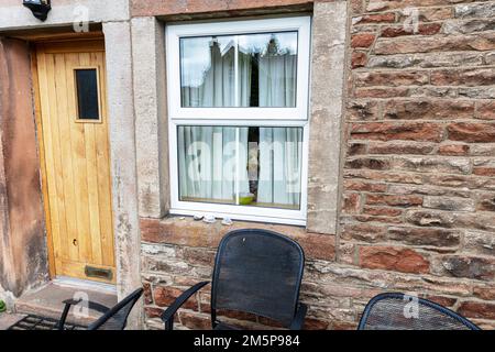 Dog looking through window, funny dog, dog peeping through curtains, dog looking for owner, Cockapoo looking out, dog looking through curtains, Stock Photo
