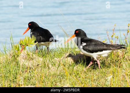 The pied oystercatcher (Haematopus longirostris) is a species of oystercatcher. It is a wading bird native to Australia. Stock Photo