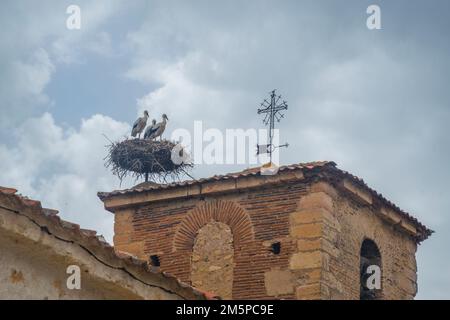 Storks in their nest. Stock Photo