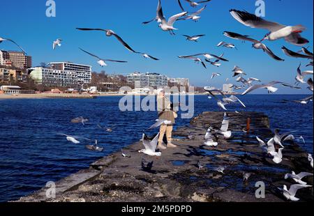 Pretty mature woman feeds seagulls on the pier with the shore lansscape background Stock Photo