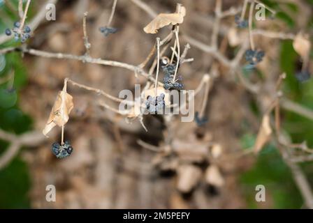 Hedera Helix Purple berries of poison ivy climber autumn horizontal Stock Photo