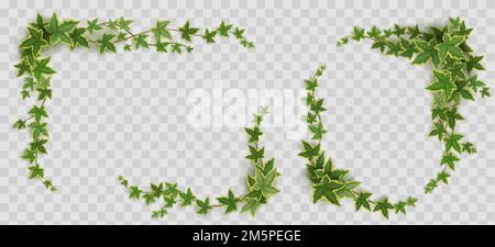 Ivy frames, climbing vine with green leaves of creeper plant. Rectangular and oval elegant hedera borders isolated on transparent background. Vignette Stock Vector