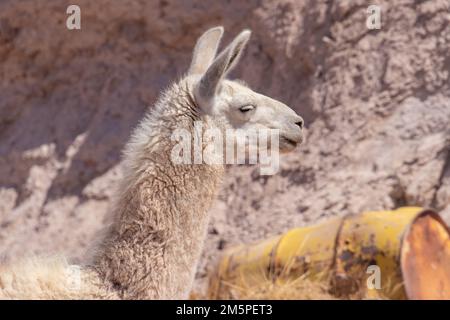 Potrait of a young lama glama crossing in Atacama, the dryest desert of the world Stock Photo