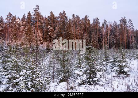 Managed young coniferous woodland with Scots pine and Norway Spruce on a winter evening in Estonia, Northern Europe Stock Photo