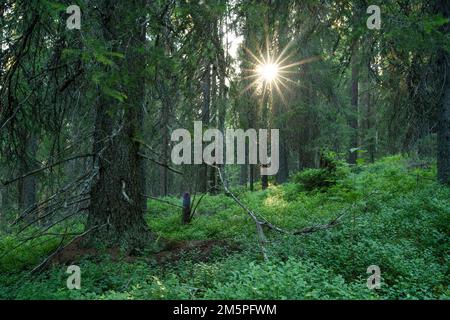 Summery old-growth taiga forest in Riisitunturi National Park, Northern  Finland Stock Photo - Alamy