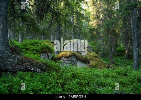 A summery and lush old-growth forest scenery with a large boulder in Närängänvaara near Kuusamo, Northern Finland Stock Photo