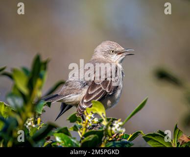 A beautiful Northern Mockingbird perching high in a bushline singing its song proclaiming its territory and searching for a mate. Stock Photo