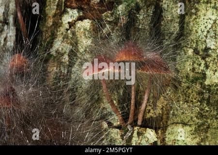 Bonnet mold growing on a mushroom as a parasitic mold. Shot in a boreal forest in Estonia, Northern Europe Stock Photo