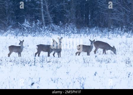 A herd of Roe deer feeding on a snowy field on a winter evening in Estonia, Northern Europe Stock Photo