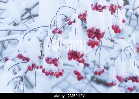 Ripe red Guelder rose berries covered with snow on a winter day in Estonia, Northern Europe Stock Photo