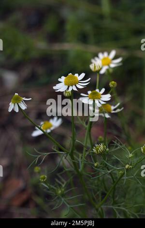 Chamomile / (Matricaria chamomilla Stock Photo - Alamy