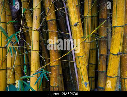 Giant Bamboo for wallpaper textured natural effect Stock Photo