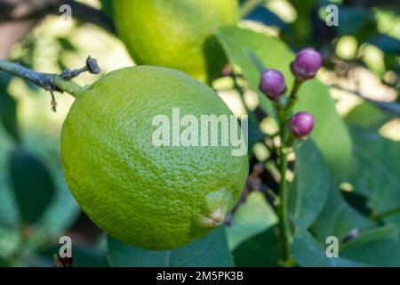 Green fresh lemon fruit on tree branch. Close-up of organic lemon orchad. Sunny warm light with shallow depth of field. Pure antioxidant vitamin C. Stock Photo