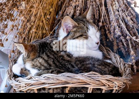 Two cute gray tabby cats sleeping in a basket in the garden. Side view. Spring holidays greeting card. Animals theme background with copy space. Stock Photo