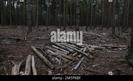 Fallen trees and branches in forest, woods. Stock Photo