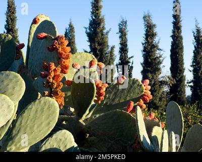Ripe edible Cactus fruits in nature on a sunny day. Succulent (Opuntia ficus-barbarica), also known as prickly pears, prickly fig and chervil. Stock Photo