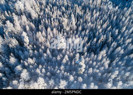 An aerial of a frosty and snowy mixed boreal forest on a sunny winter day in Estonia, Northern Europe Stock Photo