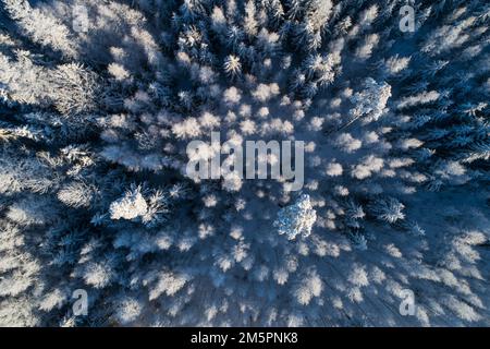 An aerial of a frosty and snowy mixed boreal forest on a sunny winter day in Estonia, Northern Europe Stock Photo