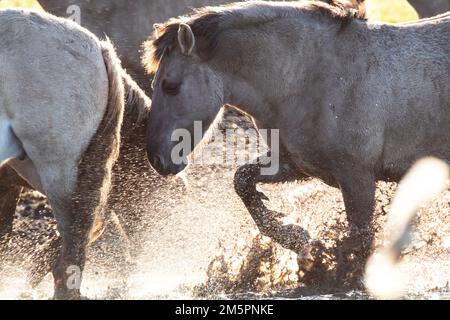 Konik ponies at Wicken Fen, Cambridgeshire, in December 2022 Stock Photo