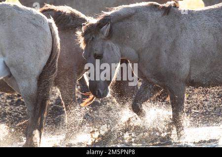 Konik ponies at Wicken Fen, Cambridgeshire, in December 2022 Stock Photo