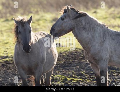 Konik ponies at Wicken Fen, Cambridgeshire, in December 2022 Stock Photo