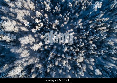 An aerial of a frosty and snowy mixed boreal forest on a sunny winter day in Estonia, Northern Europe Stock Photo