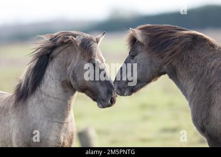 Konik ponies at Wicken Fen, Cambridgeshire, in December 2022 Stock Photo