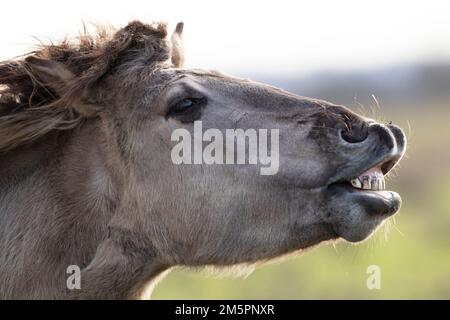 Konik ponies at Wicken Fen, Cambridgeshire, in December 2022 Stock Photo