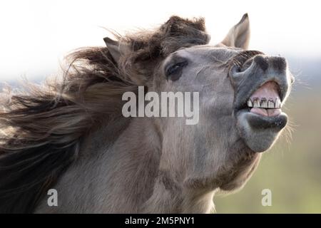 Konik ponies at Wicken Fen, Cambridgeshire, in December 2022 Stock Photo