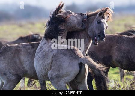 Konik ponies at Wicken Fen, Cambridgeshire, in December 2022 Stock Photo