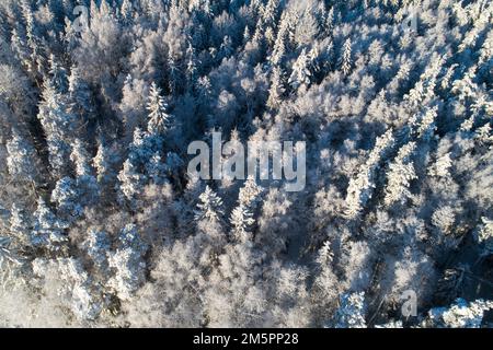 An aerial of a frosty and snowy mixed boreal forest on a sunny winter day in Estonia, Northern Europe Stock Photo