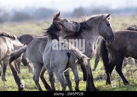 Konik ponies at Wicken Fen, Cambridgeshire, in December 2022 Stock Photo