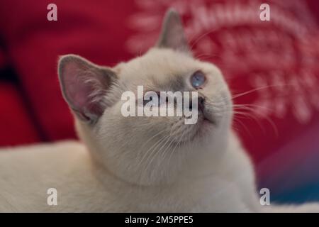 Blue eyed eyes British shorthair kitten cream catkin colorpoint with ...