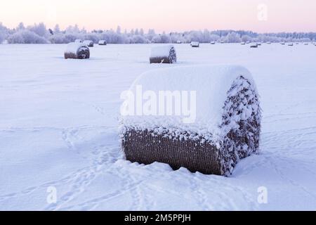 Snow-covered hay bales on a field during a crispy cold winter evening in Estonia, Northern Europe Stock Photo