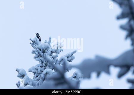 Great spotted woodpecker perched on a top of a snowy and frosty Spruce tree in a wintry boreal forest in Estonia, Northern Europe Stock Photo