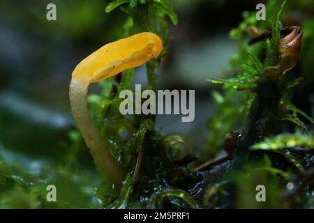 A small fungus with a yellow cap called Bog beacon growing in a wet woodland in Estonia, Northern Europe Stock Photo