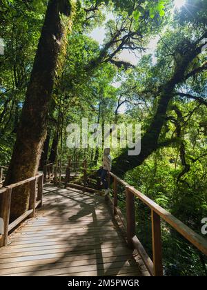 Old tree in cloud forest. Wooden bridge with green moss plant and tree on sunlight in Rain forest. Doi Inthanon national park. Chiang Mai, Thailand Stock Photo