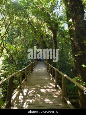 Old tree in cloud forest. Wooden bridge with green moss plant and tree on sunlight in Rain forest. Doi Inthanon national park. Chiang Mai, Thailand Stock Photo