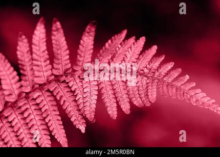 Closeup shot of fern leaf Stock Photo