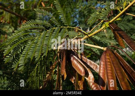 green lush branches of leucaena with seeds.acacia. wallpaper Stock Photo