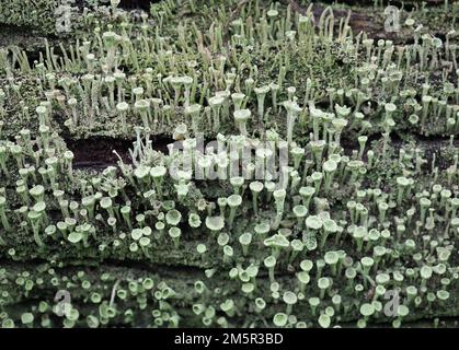 pixie cup lichen scientific name Cladonia asahinae Stock Photo