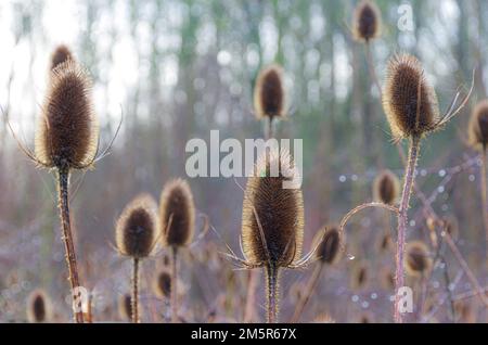 winter teasels Dipsacus fullonum 800 Wood Madingley Cambridge Stock Photo