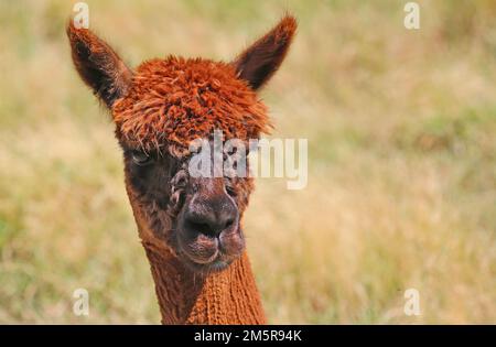 Llama portrait Stock Photo