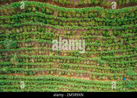 Aerial drone view of a coffee plantation in Manhuacu, Minas Gerais, Brazil Stock Photo